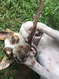 High angle view of dog by plants on grass