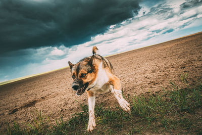 Dog standing on field