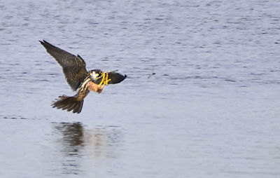 Birds in water