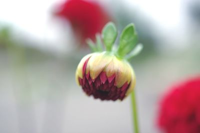 Close-up of red flower