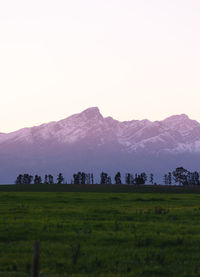 Scenic view of field against clear sky