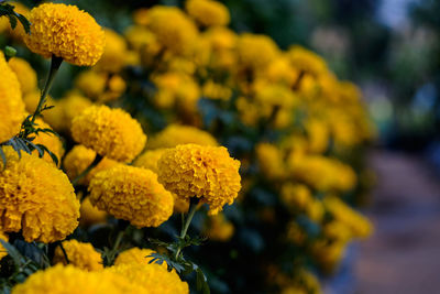 Close-up of yellow flowering plant