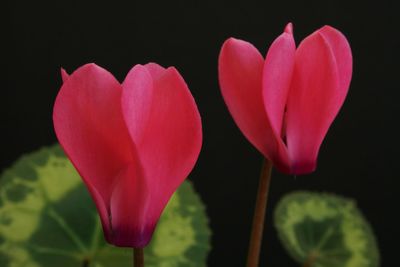 Close-up of pink tulips blooming outdoors