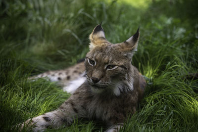 Portrait of a cat looking away