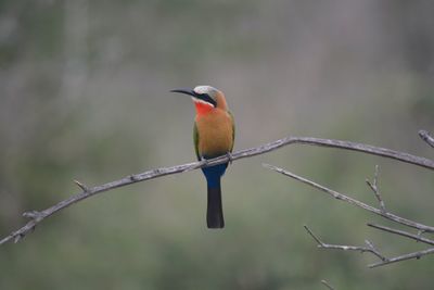 Close-up of bird perching on branch