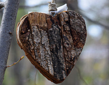 Close-up of heart shaped wood on tree 