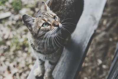 Close-up portrait of cat