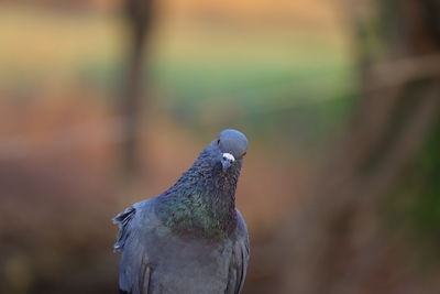 Close-up of pigeon perching