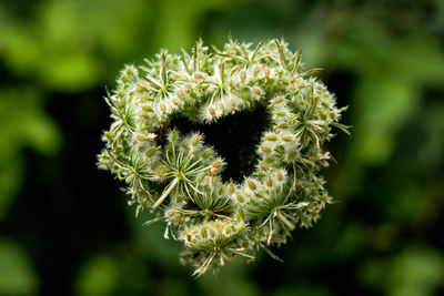 Close-up of white flowering plant