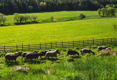 Flock of sheep grazing on field