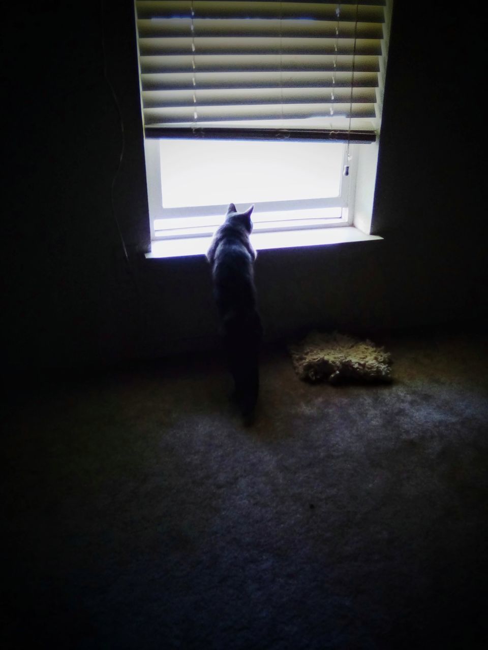 REAR VIEW OF A CAT ON WINDOW