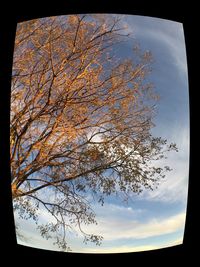 Low angle view of bare trees against sky