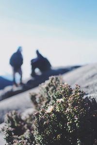 Low angle view of trees against sky