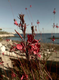 Close-up of red flowering plant against sky