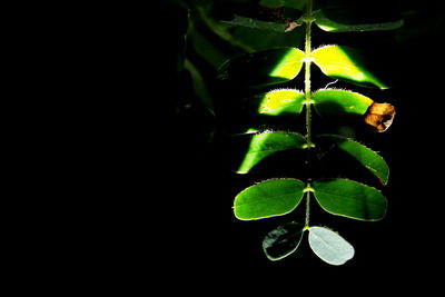 Close-up of plant against black background