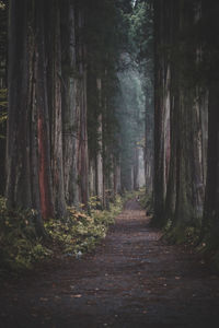 Footpath amidst trees in forest