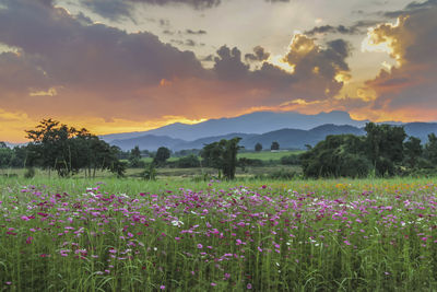 Flowering plants on field against sky during sunset