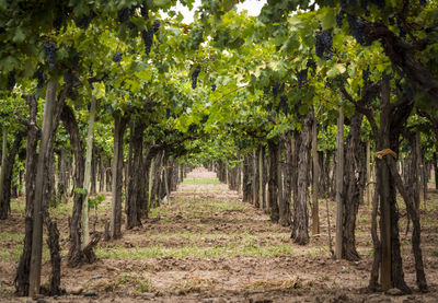 Trees growing in farm