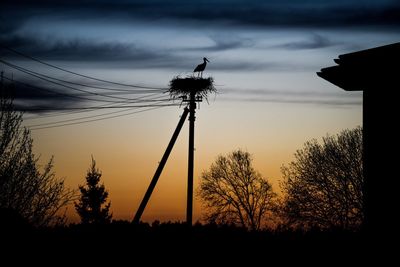 Silhouette of trees at sunset