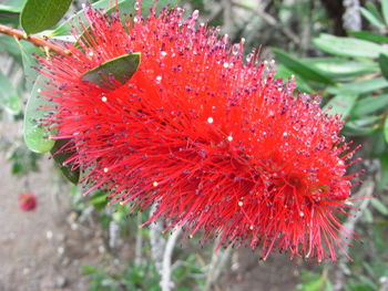 Close-up of red flower