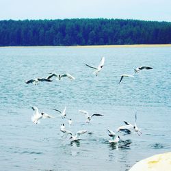 Birds flying over lake against sky