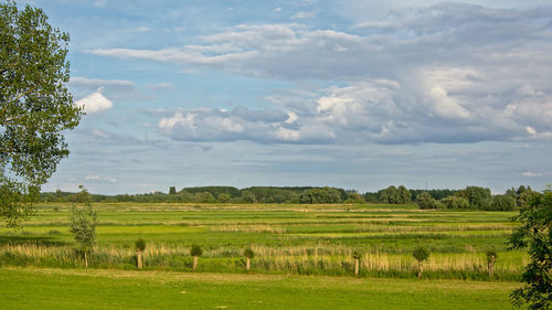 Scenic view of agricultural field against sky