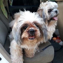 Close-up portrait of dog sitting