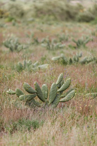 Close-up of succulent plant on field