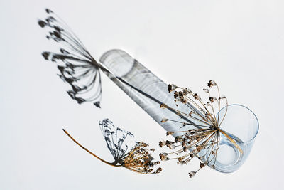 Close-up of glass on white background