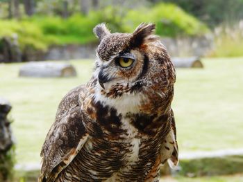 Close-up of great horned owl at africam safari