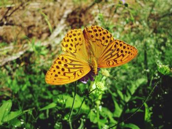 Close-up of butterfly on flower