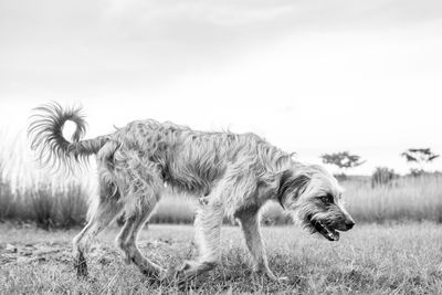 Herd of a sheep on a field