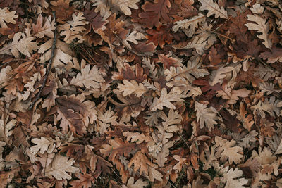 Full frame shot of dry maple leaves