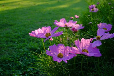 Close-up of pink flowering plants on land