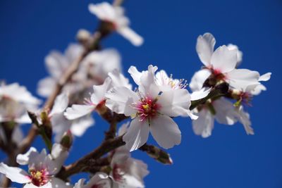 Low angle view of cherry blossoms against sky