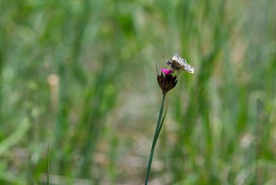 Fragile spring pink flower and a brown butterfly, green meadow background
