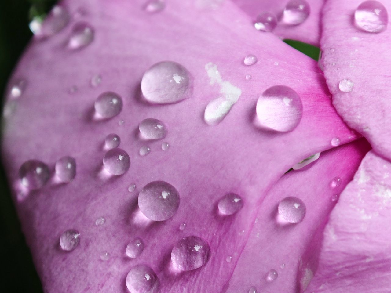 CLOSE-UP OF WATER DROPS ON PINK FLOWER