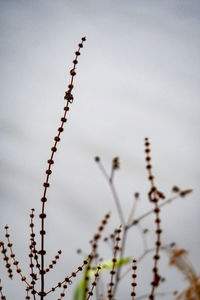 Low angle view of plant against sky