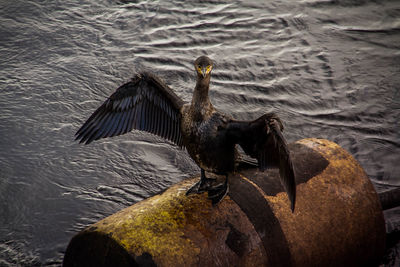 Close-up of birds in water