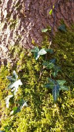 Full frame shot of leaves