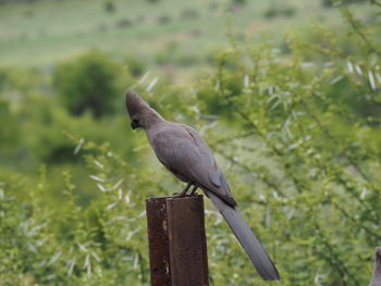 Close-up of bird perching outdoors