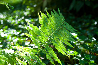 Close-up of green leaves