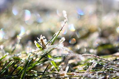 Close-up of plant against blurred background