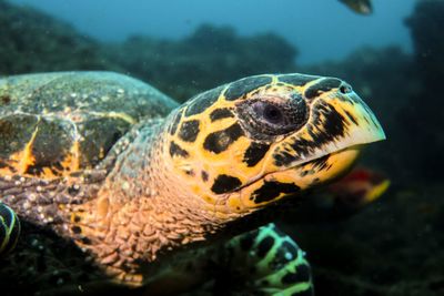 Close-up of turtle swimming undersea