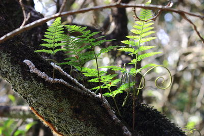 Close-up of fern leaves on tree