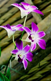 Close-up of purple flowers blooming