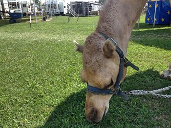 Close-up of horse on grassy field
