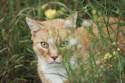 Portrait of cat