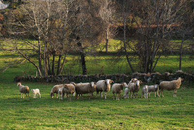 Sheep grazing in a field.