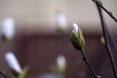 Close-up of plant